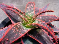 Aloe