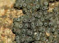 Annulohypoxylon bovei