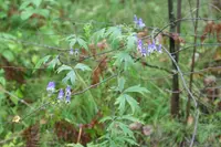 twining monkshood