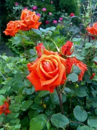 Rose (Rosa 'Tropicana') plant
