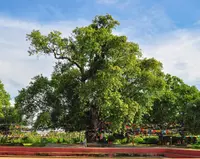 Sacred fig