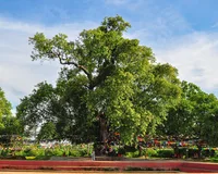 Sacred fig