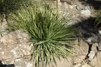 Mexican grass tree