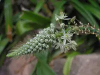 Pregnant onion (Albuca bracteata) plant