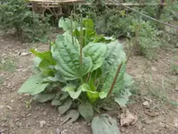 Greater Plantain (Plantago major) plant