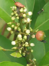 flower axistree