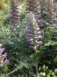spine acanthus