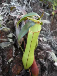 slender pitcher plant