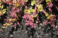Elephant Bush
