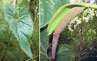 Anthurium formosum