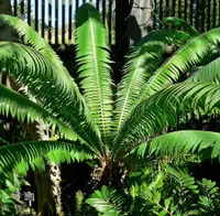 Giant dioon