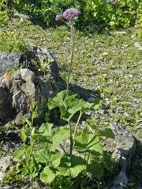 hedge-leaved adenostyle (Adenostyles alliariae) plant
