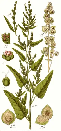 garden orache