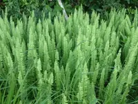 Annual Sword fern (Nephrolepis undulata var. aureoglandulosa) plant