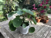 Pilea peperomioides outdoor
