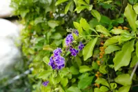 Duranta erecta blooms