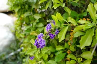 Duranta erecta blooms