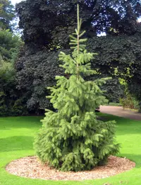 Morinda Spruce (Picea smithiana) plant