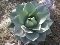 Whale's Tongue Agave