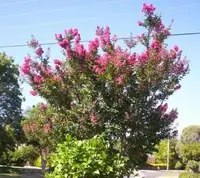Crepe myrtle