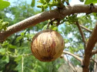 wild-medlar