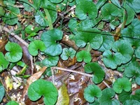 Kidney weed