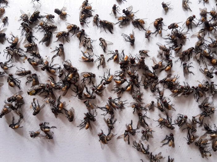 Tiny Black Bugs That Look Like Poppy Seeds - Cluster Flies