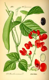 scarlet runner
