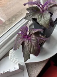 Purple Passion Plant photo by a Botan App user
