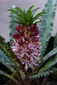Crinkle-leaf Pineapple Lily (Eucomis vandermerwei) plant