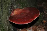 Beefsteak Polypore