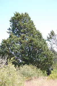 Guadalupe cypress