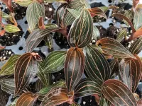 Ludisia discolor outdoor