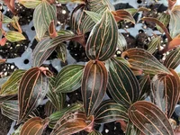 Ludisia discolor outdoor