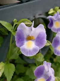 bluewings