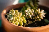 Plant in the pot