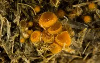 Cheilymenia stercorea (Cheilymenia stercorea) plant