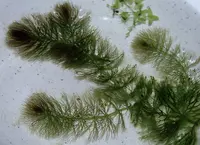 Soft Hornwort