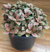 Nerve Plant photo by a Botan App user