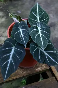 Elephant's Ear