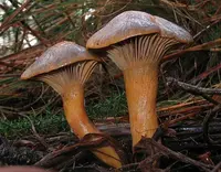 Brownish Chroogomphus