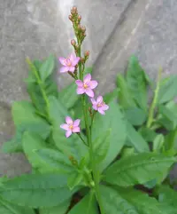 Philippine spinach
