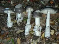 Constricted Grisette (Amanita constricta) plant