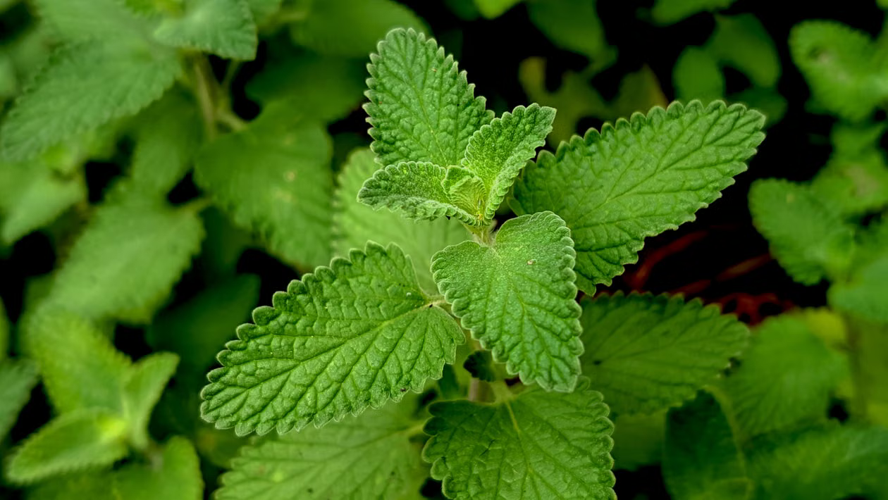 Best Plants That Repel Spiders - Lemon balm