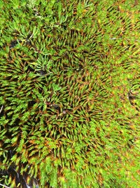 Distichia muscoides (Distichia muscoides) plant