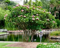 Plumeria rubra