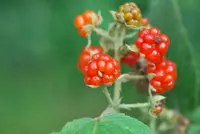 Common Bramble (Rubus apetalus) plant