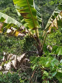 Musa banksii