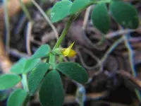 Chile trefoil