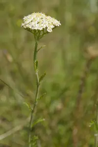 Cream-flowered Sneezewort